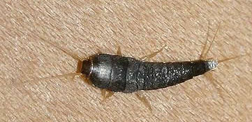 Silverfish control