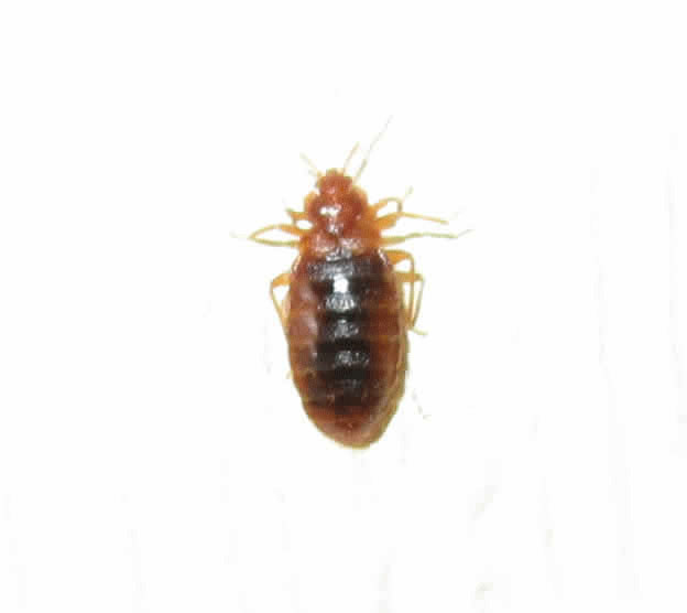 bed bug full of blood bed bug full of blood
