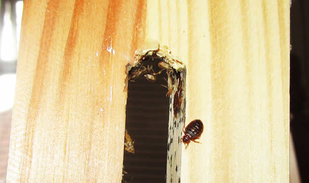 bedbugs on bed head board bed bugs in head board