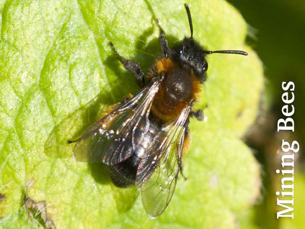 Bristol mining bees