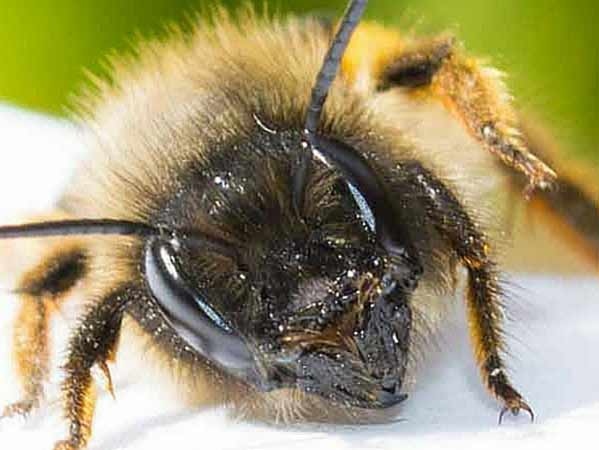 Bristol masonry bees