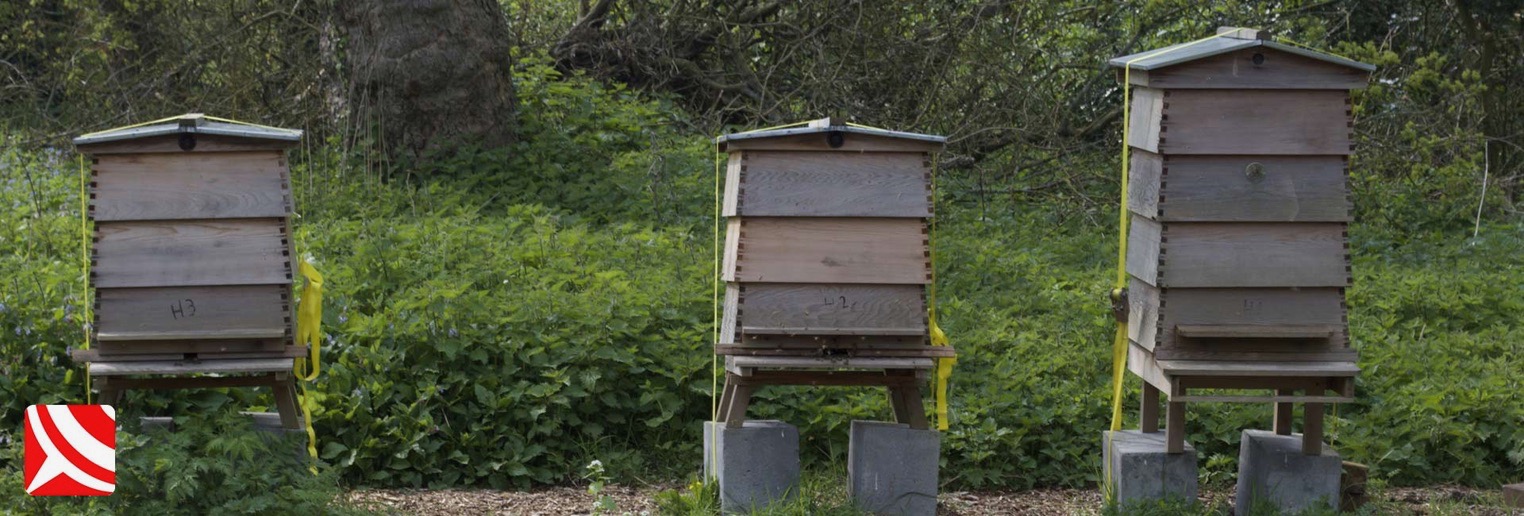 Bee hives in Bristol