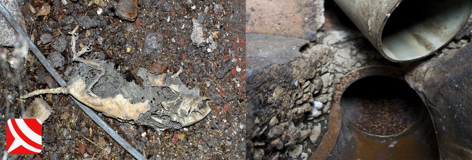 pest awareness training