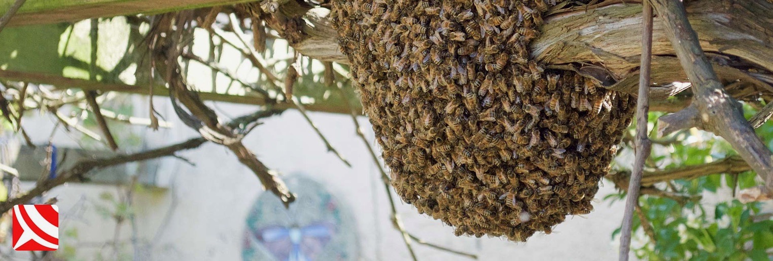 Honey bees swarming