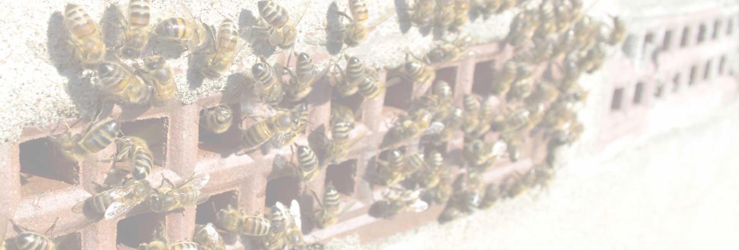 bristol pest control