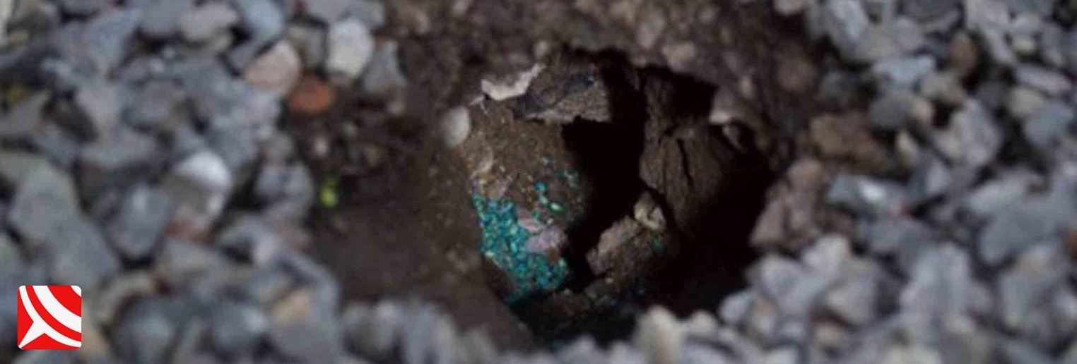 rat burrow indentify