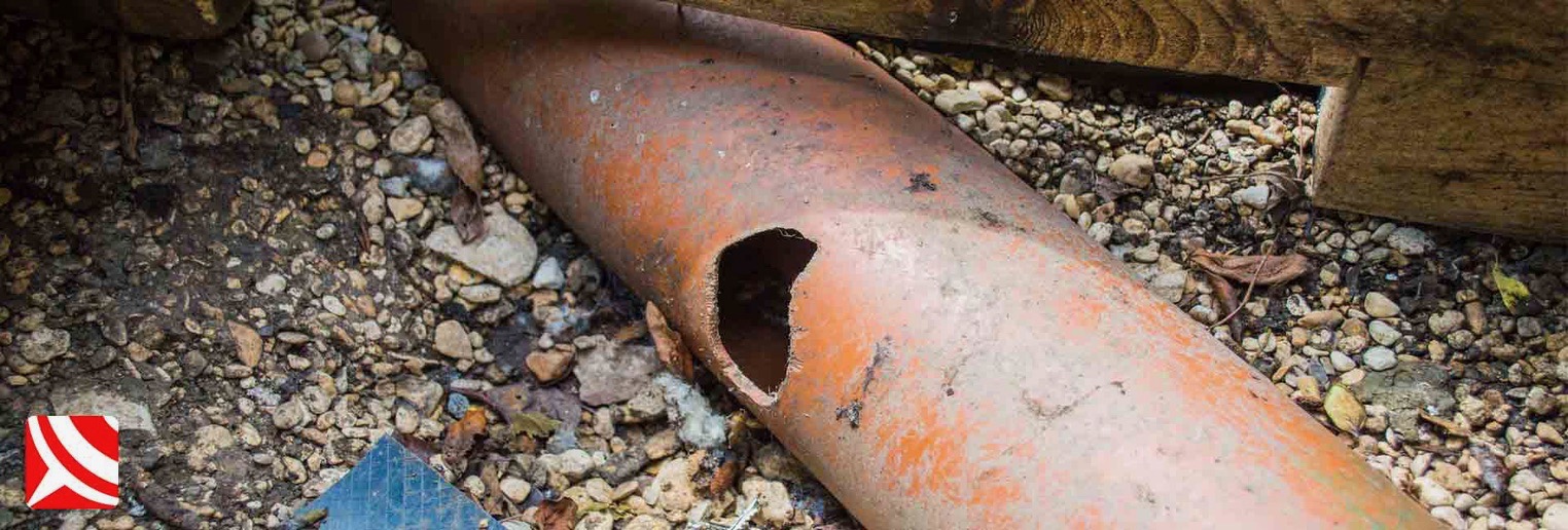 sewer rats and drains