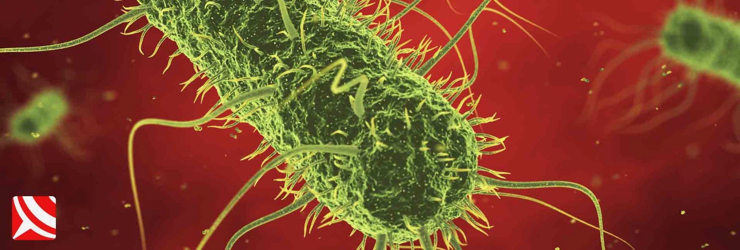 rats disease bacteria