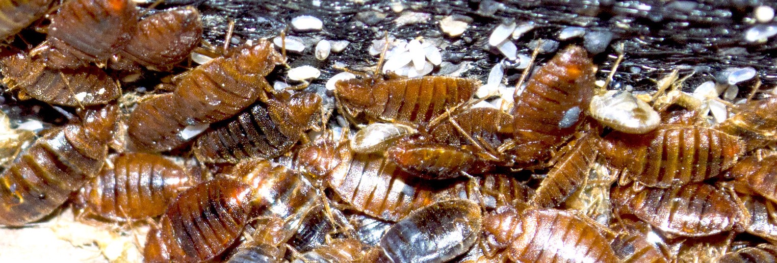 bed bugs bed bug infestation