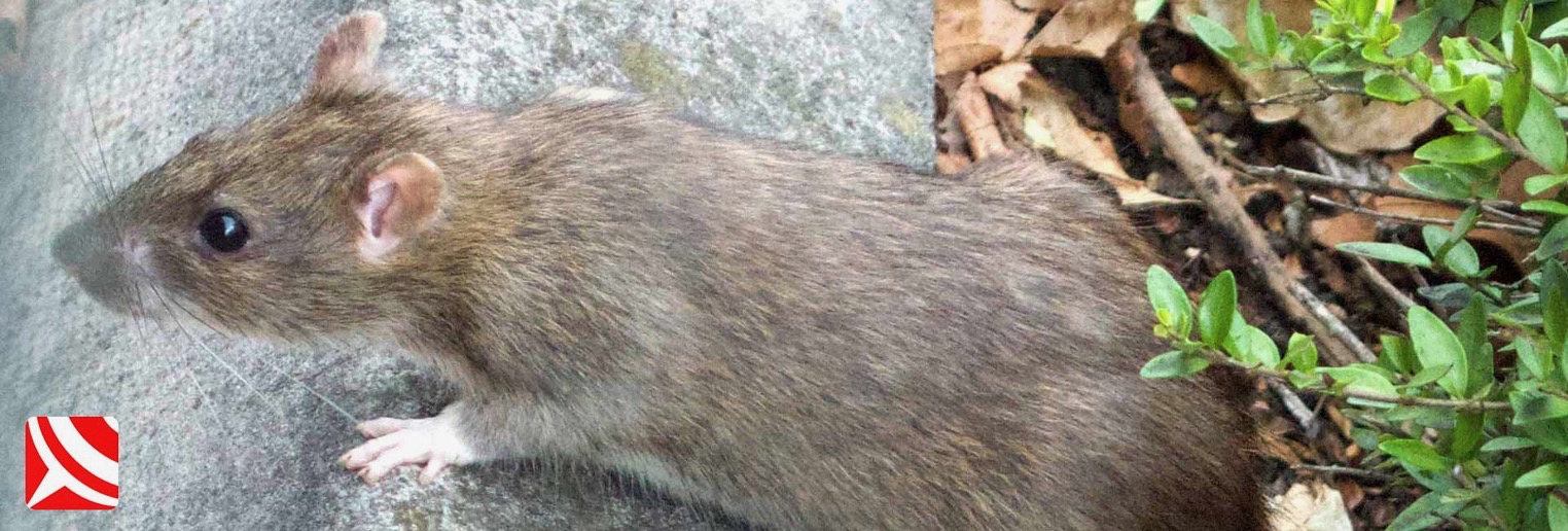 identify rats in bristol