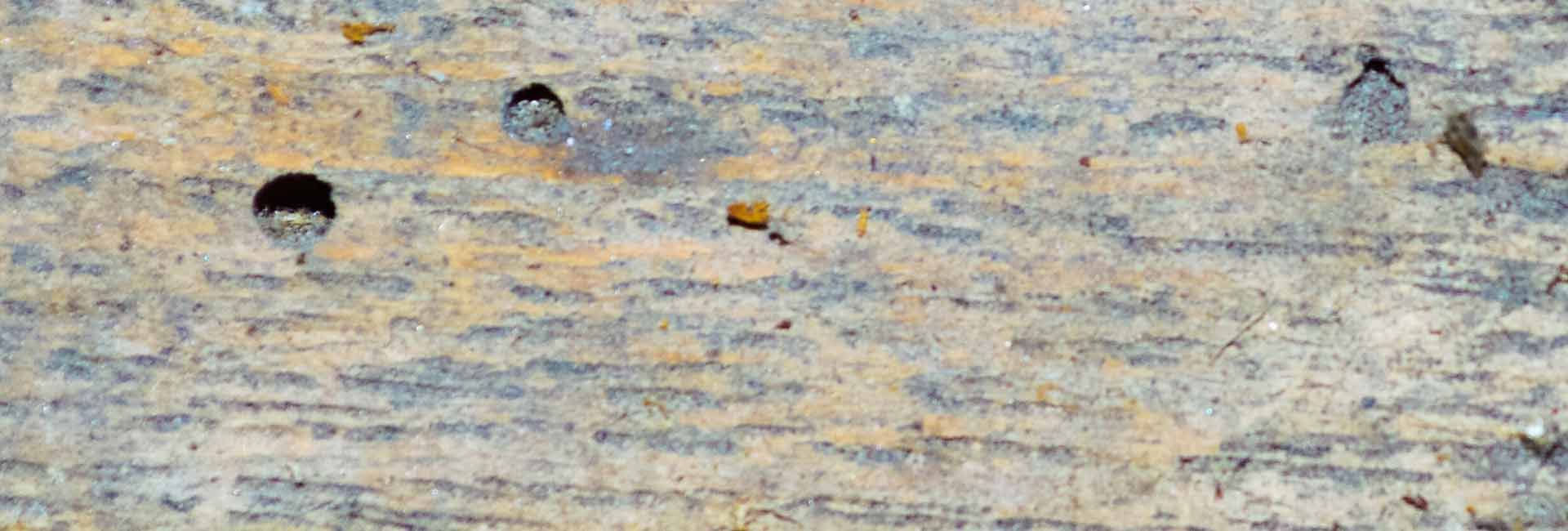 woodworm holes